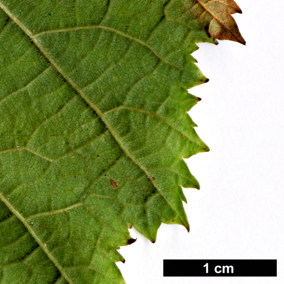 High resolution image: Family: Betulaceae - Genus: Corylus - Taxon: heterophylla - SpeciesSub: var. sutchensis